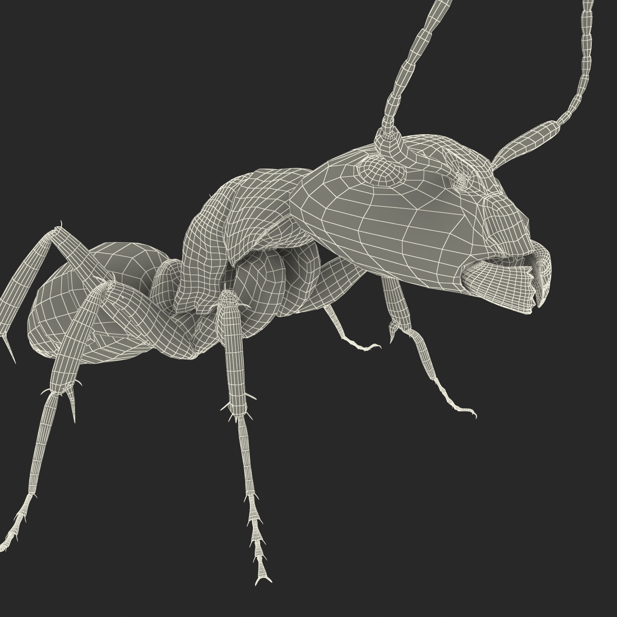 3D Black Ant Pose 2