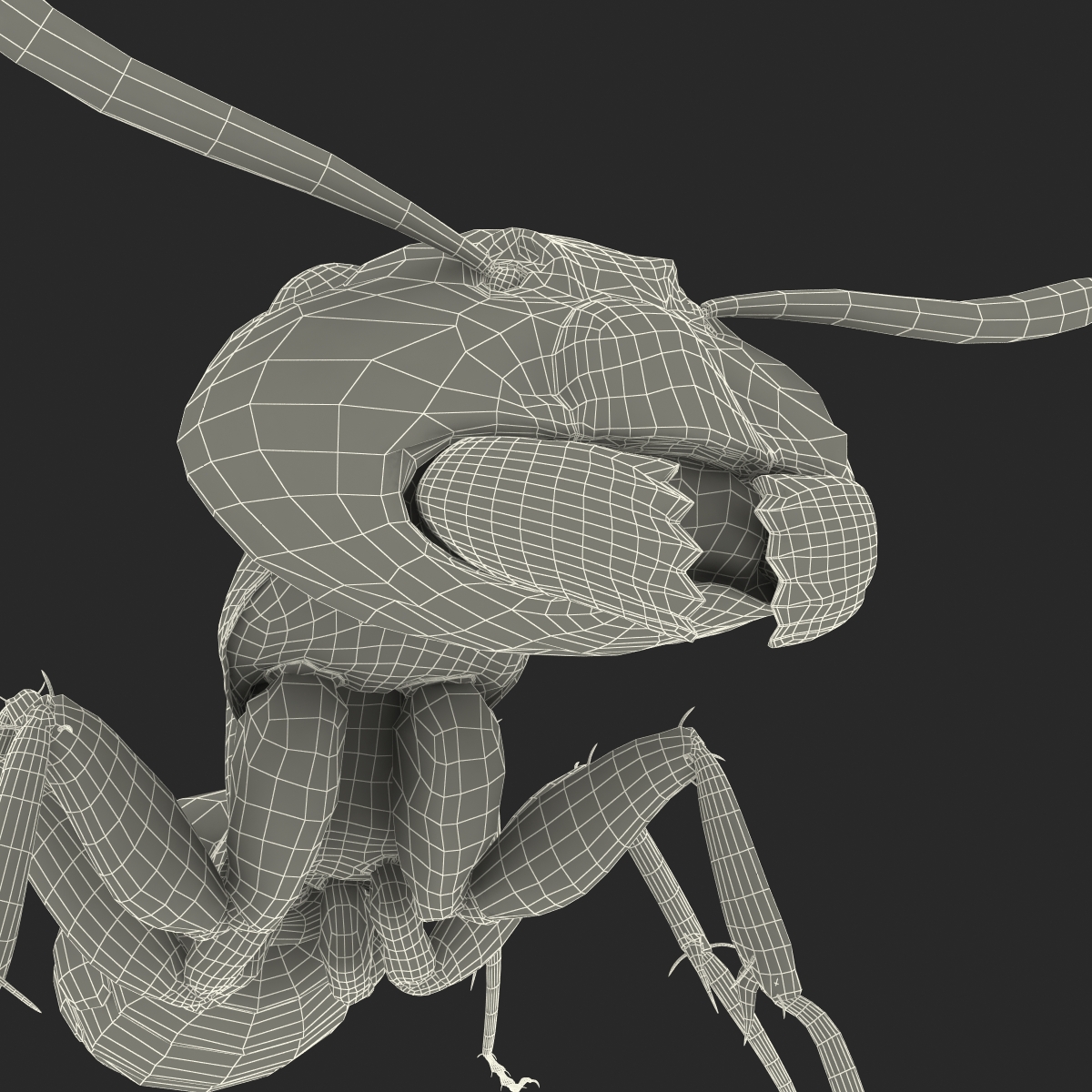 3D Black Ant Pose 2