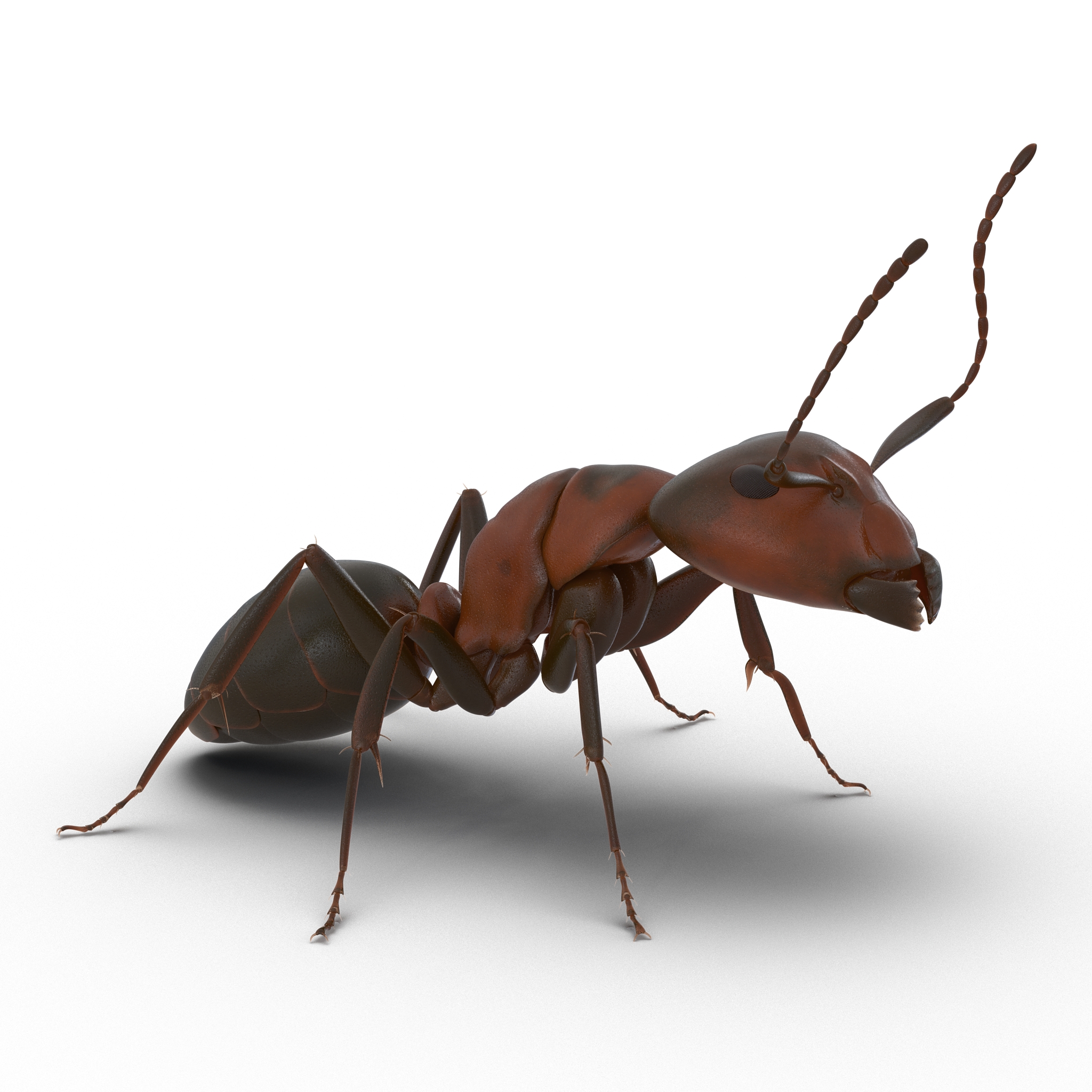 Red Ant Pose 2 3D model