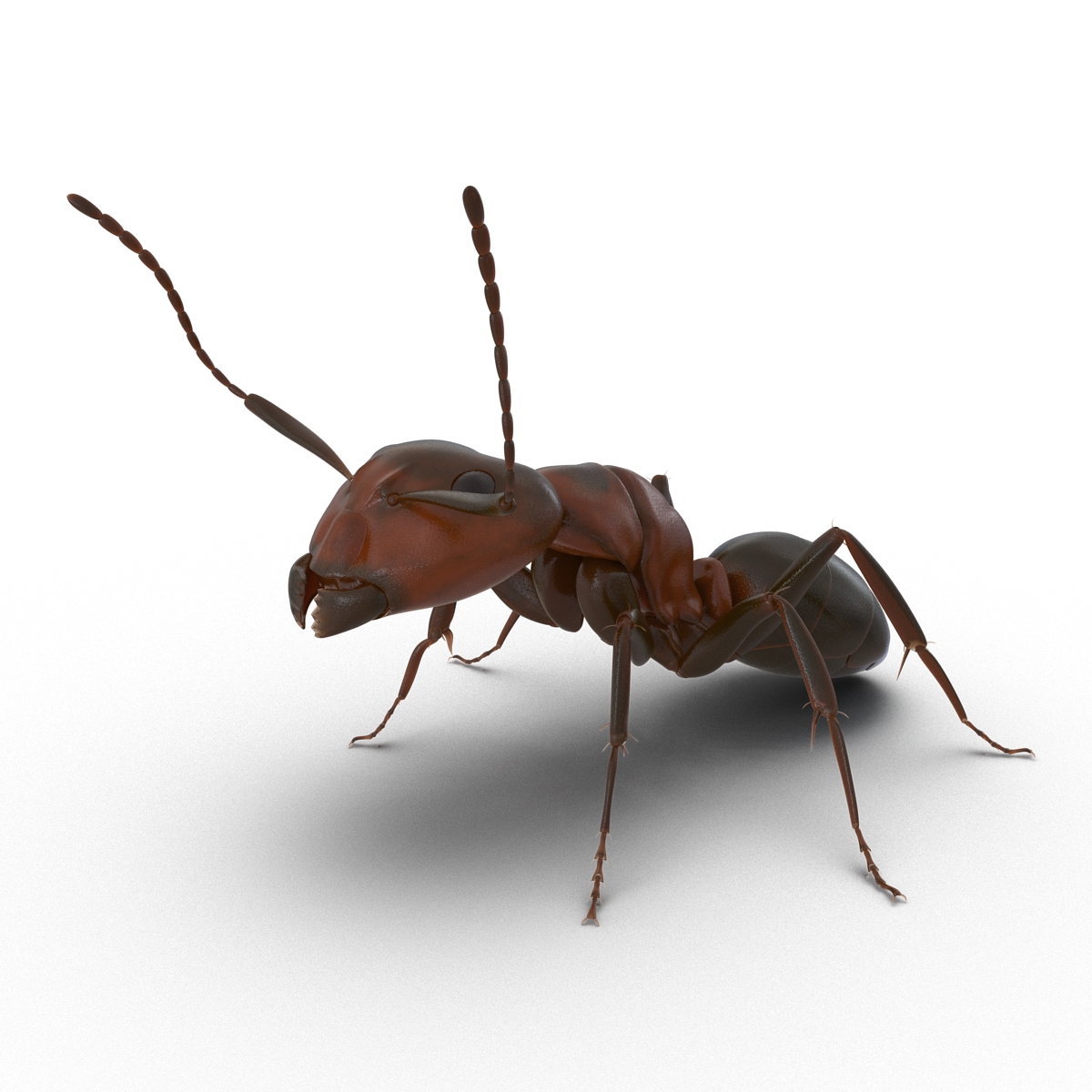 Red Ant Pose 2 3D model