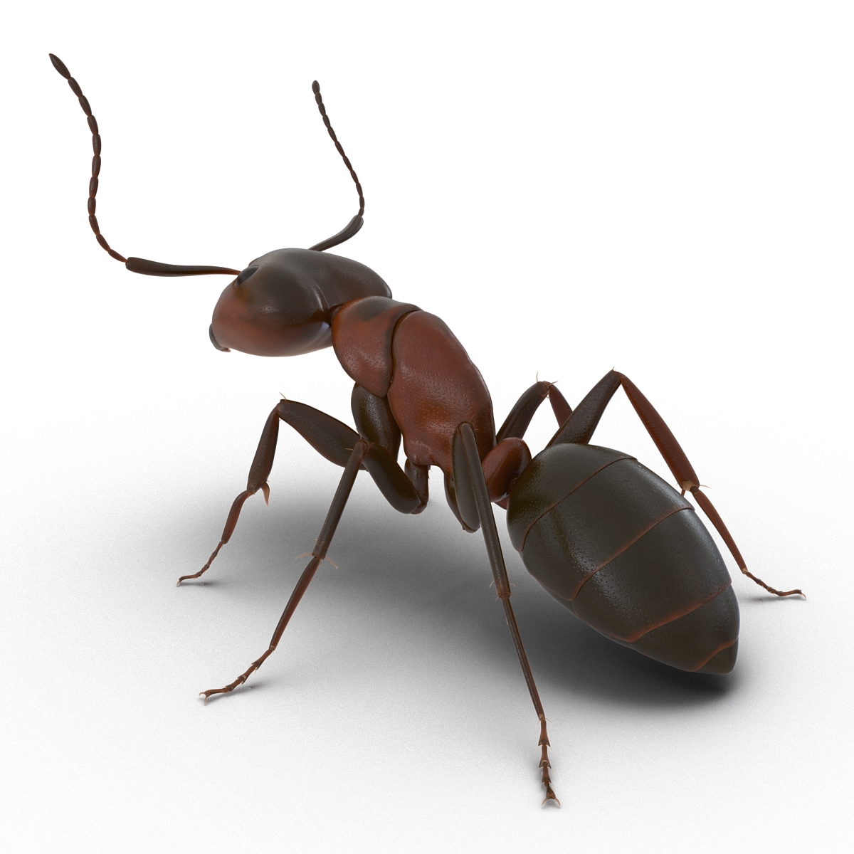 Red Ant Pose 2 3D model