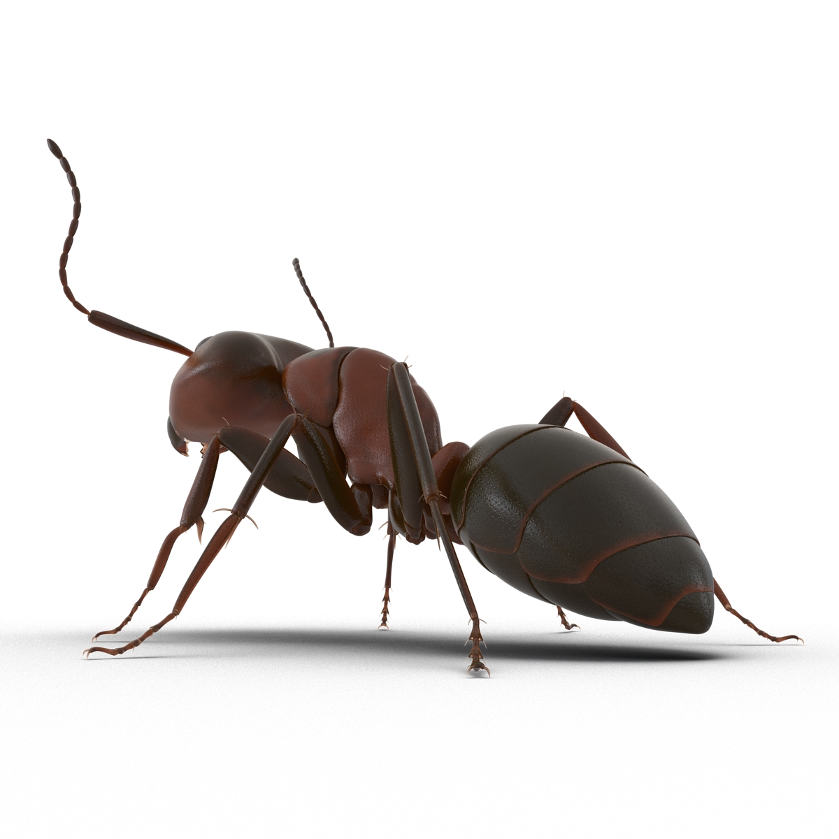 Red Ant Pose 2 3D model