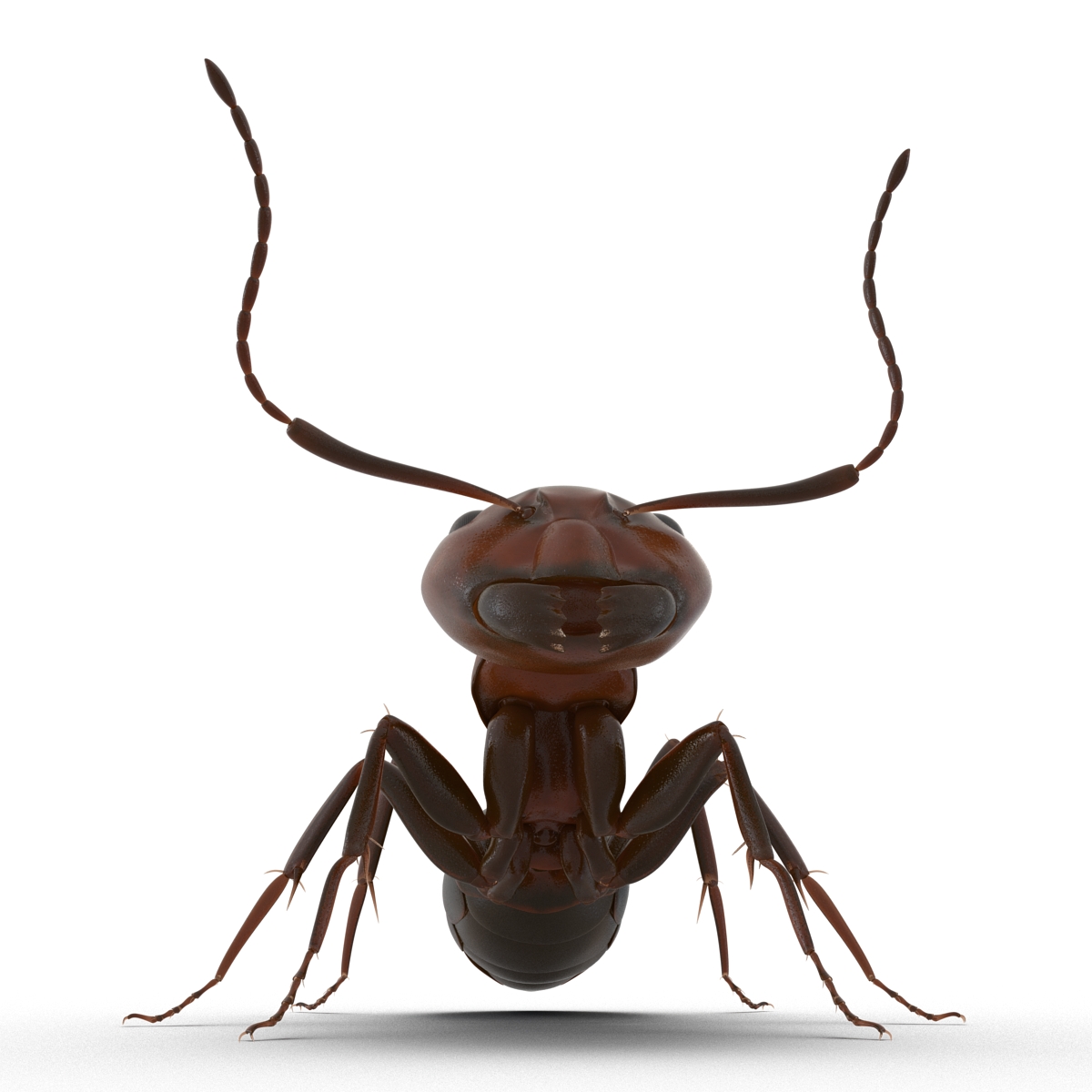 Red Ant Pose 2 3D model