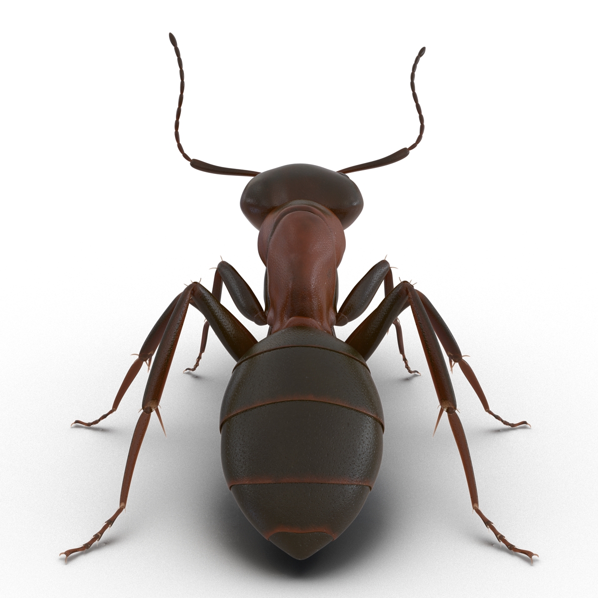 Red Ant Pose 2 3D model