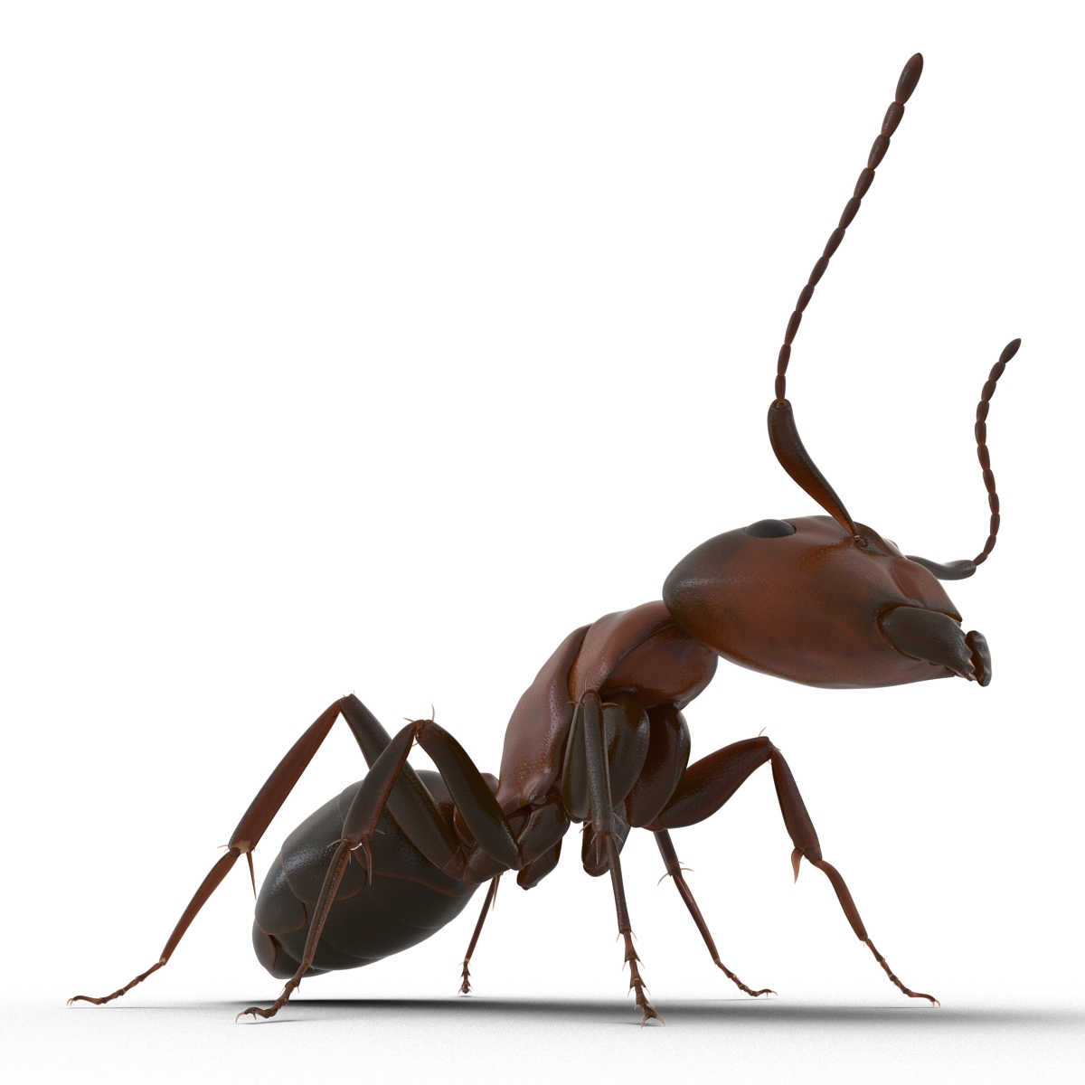 Red Ant Pose 2 3D model