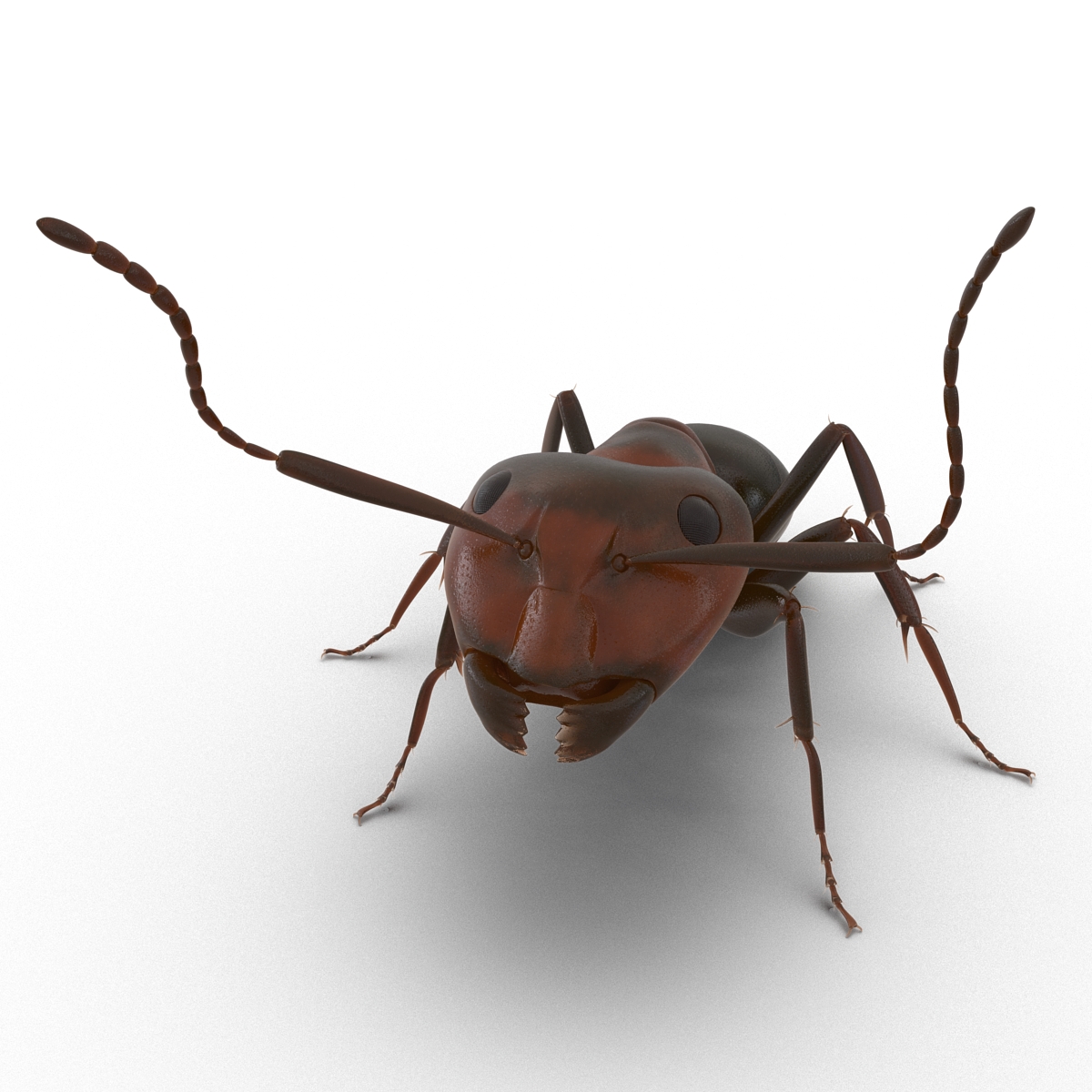 Red Ant Pose 2 3D model