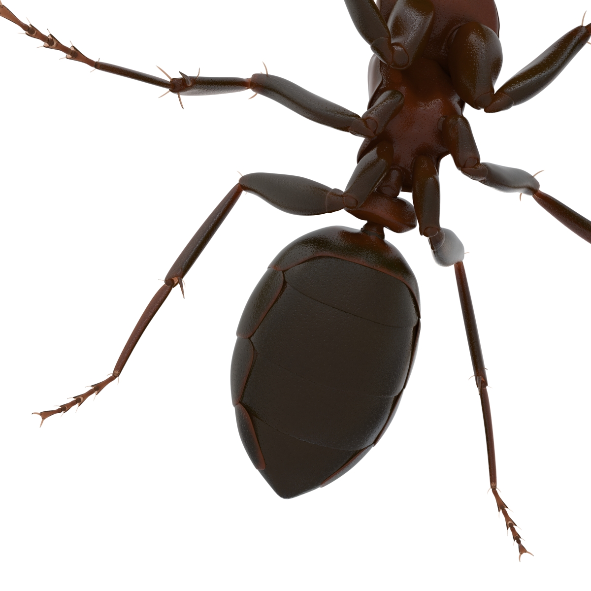 Red Ant Pose 2 3D model