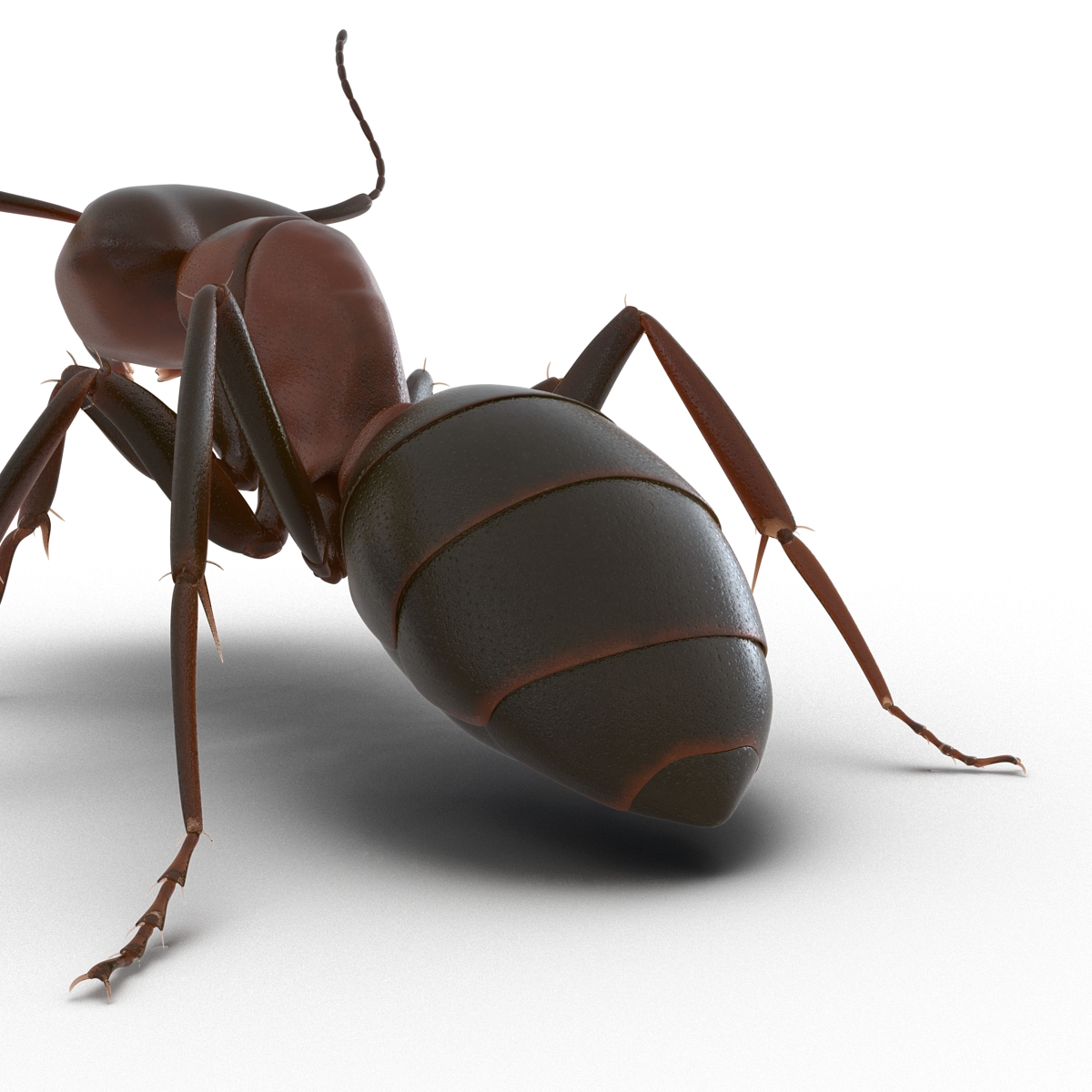 Red Ant Pose 2 3D model