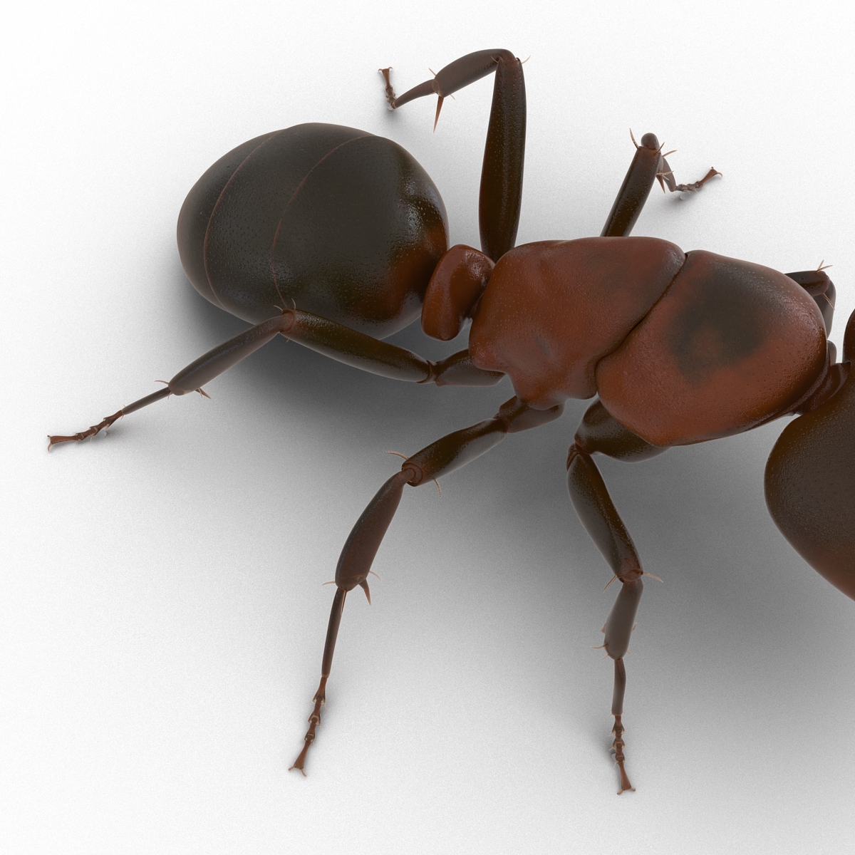 Red Ant Pose 2 3D model