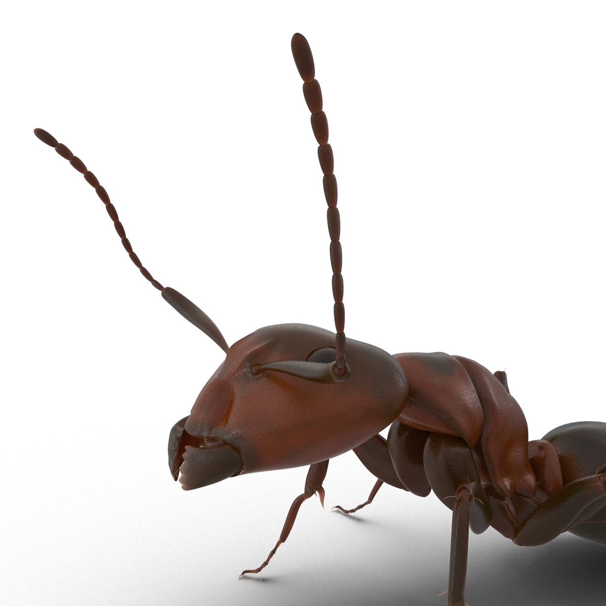 Red Ant Pose 2 3D model