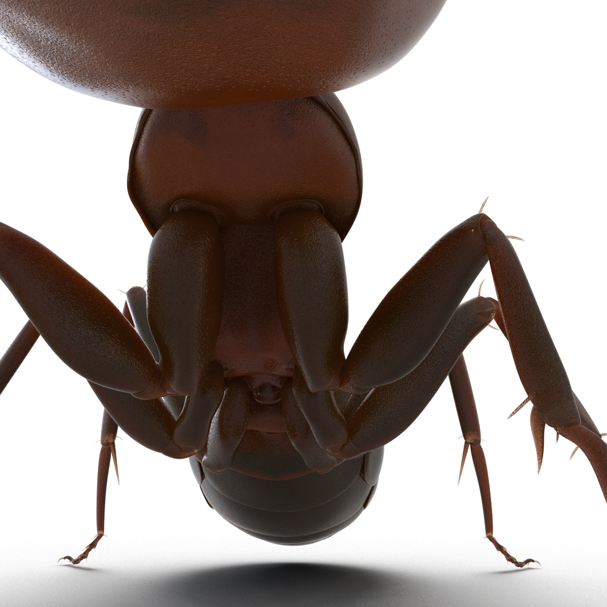 Red Ant Pose 2 3D model