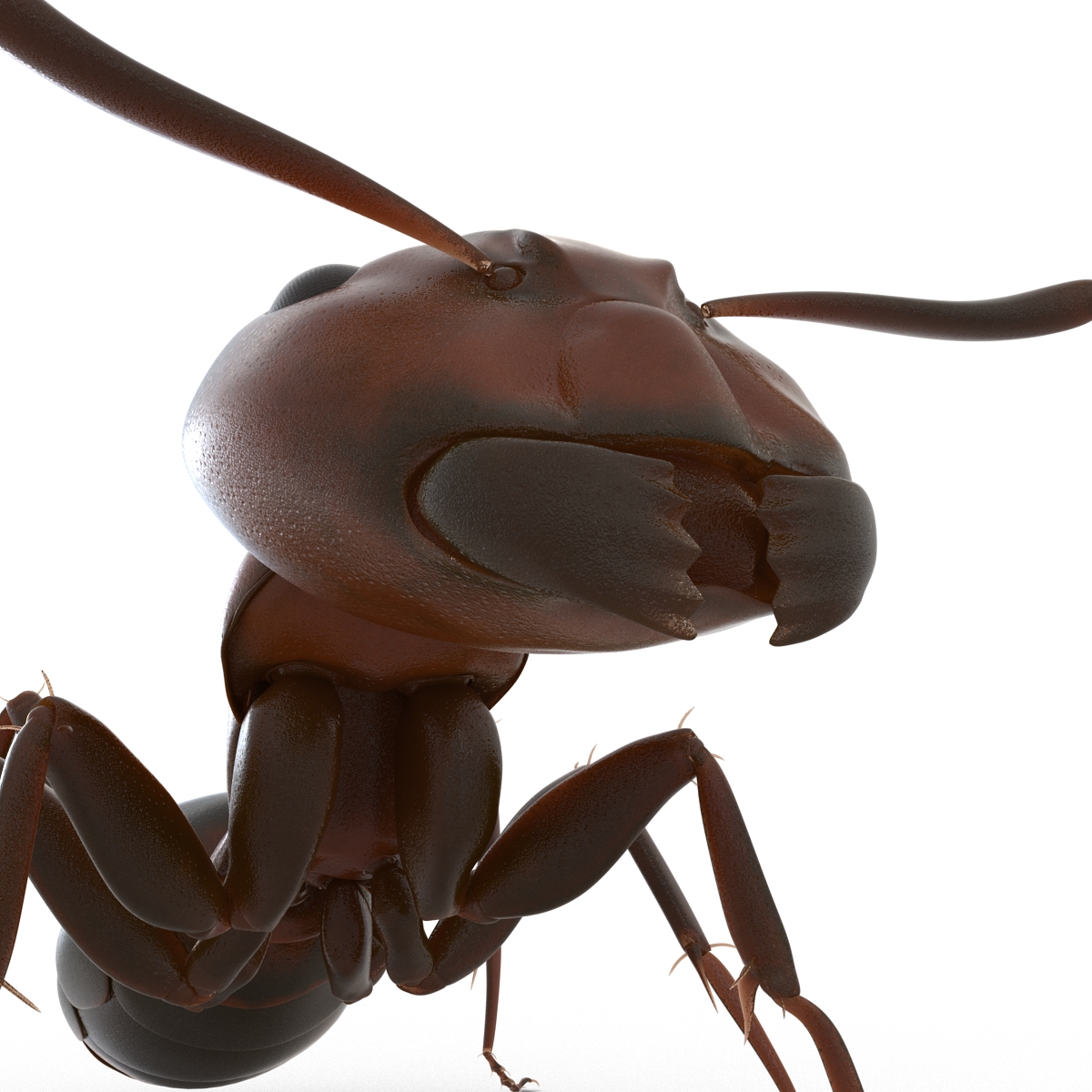 Red Ant Pose 2 3D model