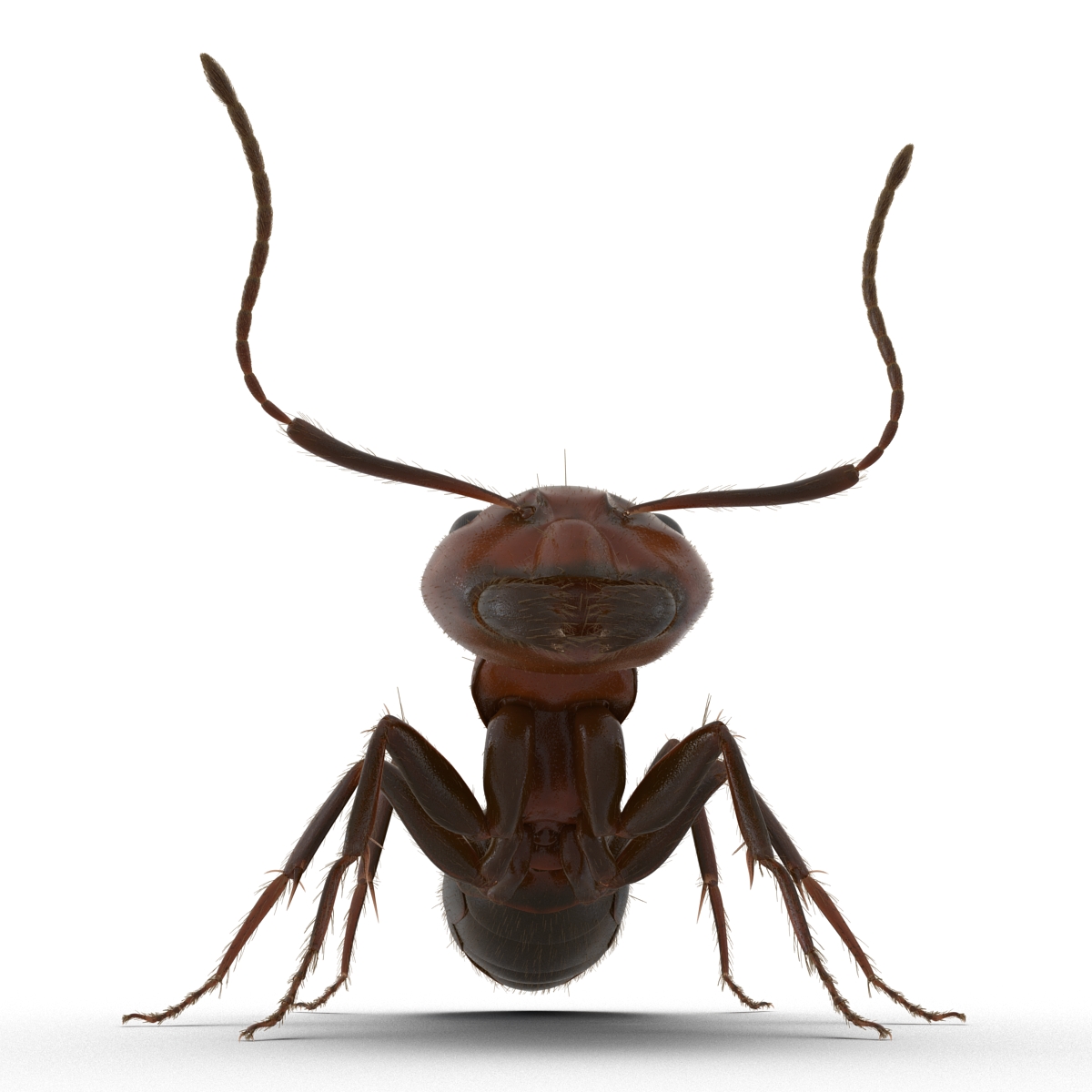 3D Red Ant with Fur Pose 2 model