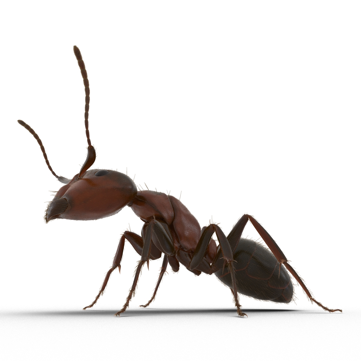 3D Red Ant with Fur Pose 2 model