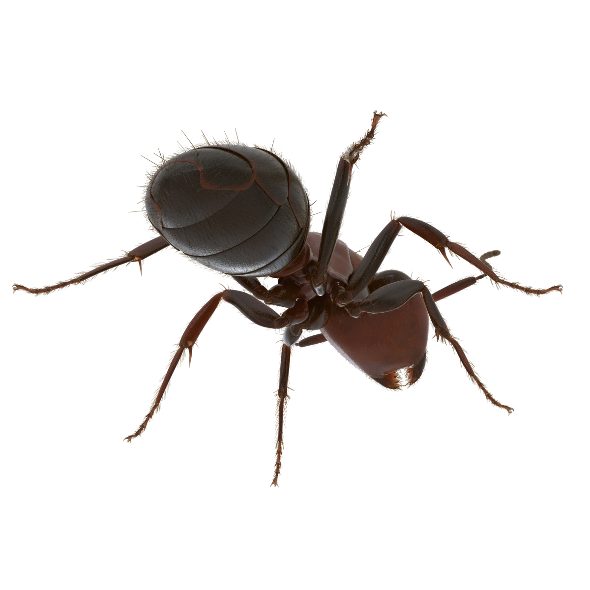 3D Red Ant with Fur Pose 2 model