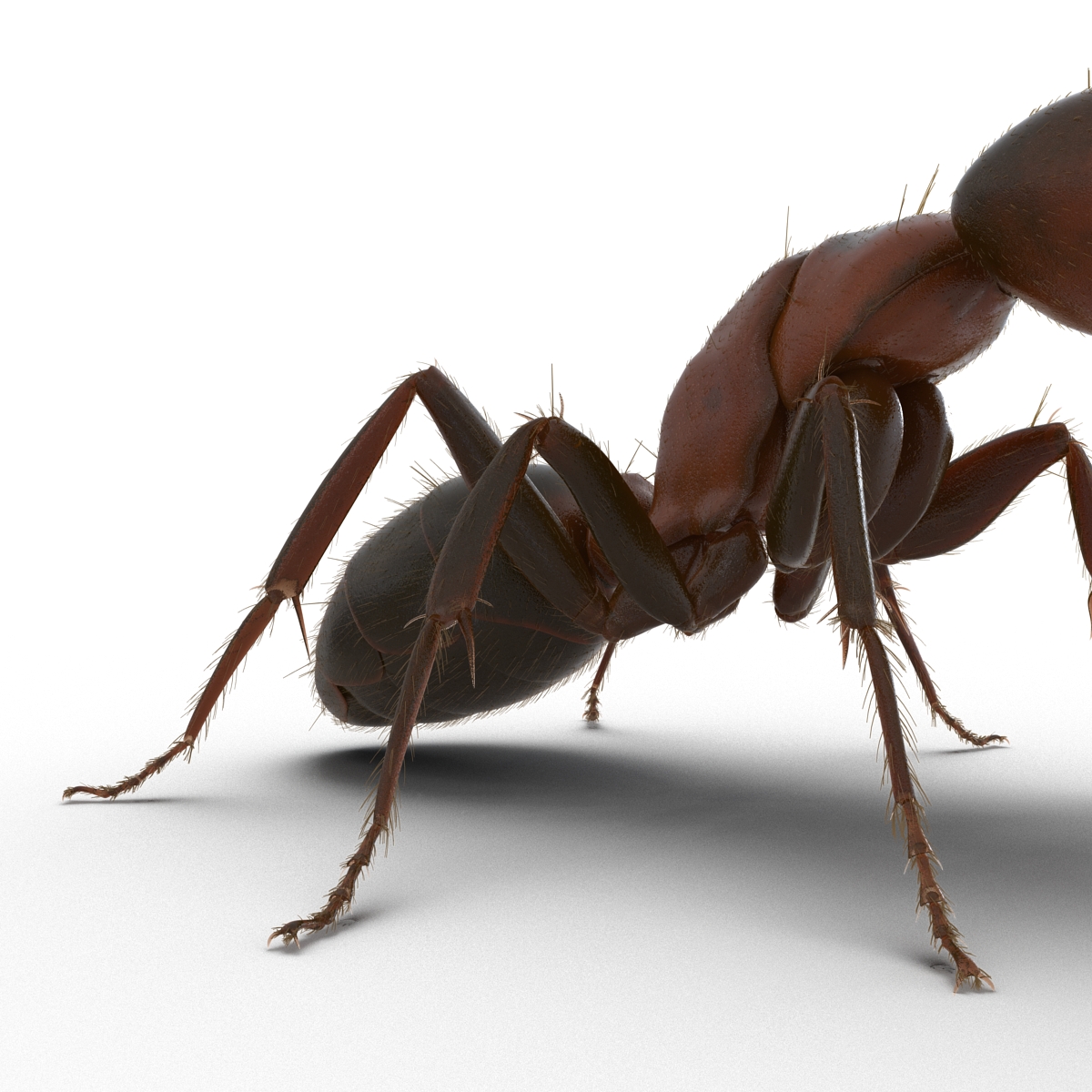 3D Red Ant with Fur Pose 2 model