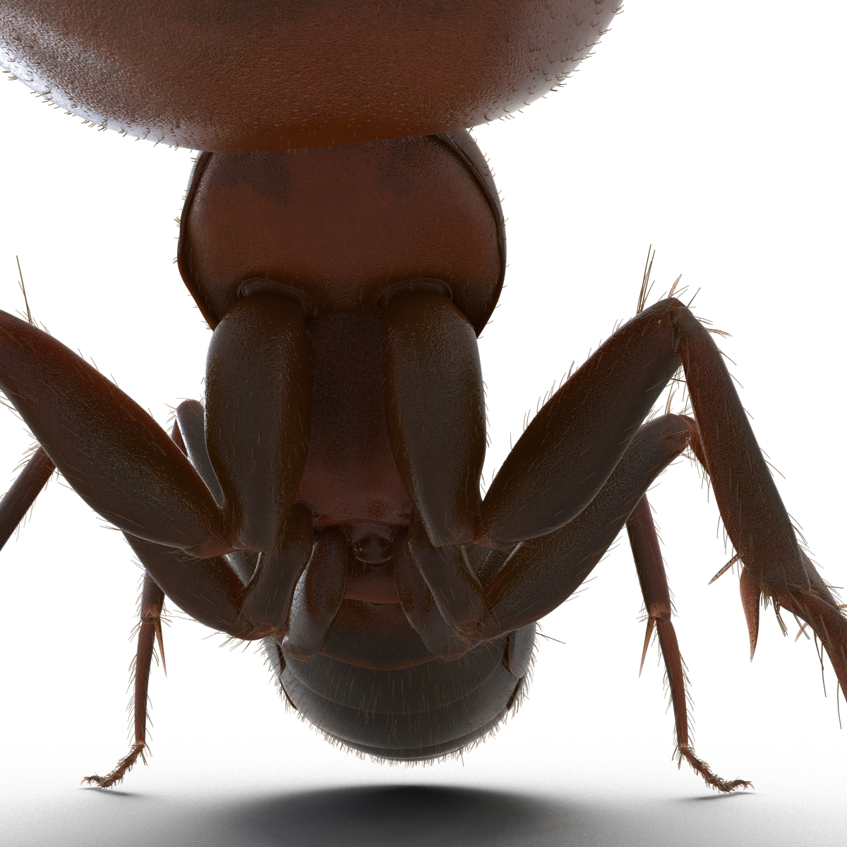 3D Red Ant with Fur Pose 2 model