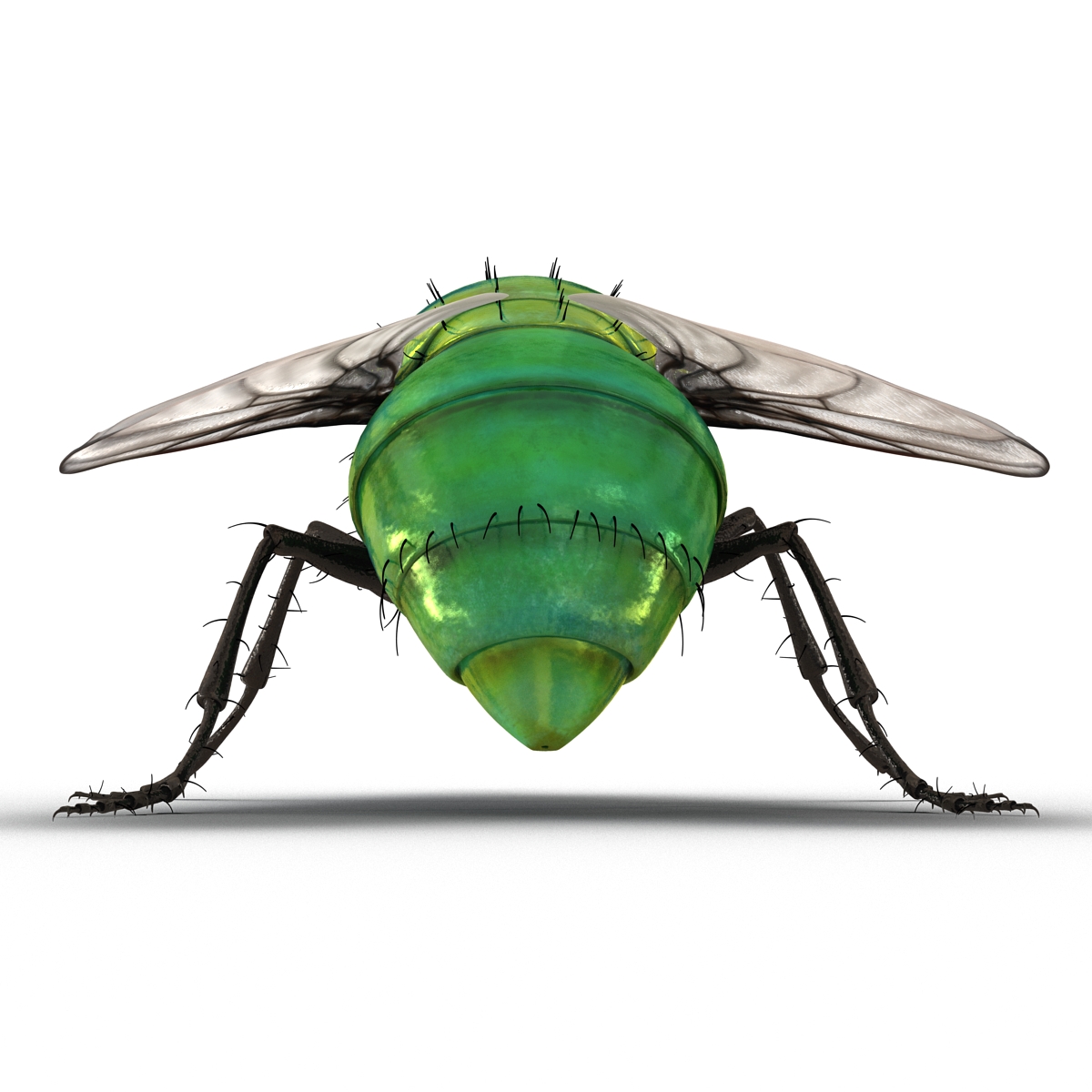 3D Green Bottle Fly Pose 2 model