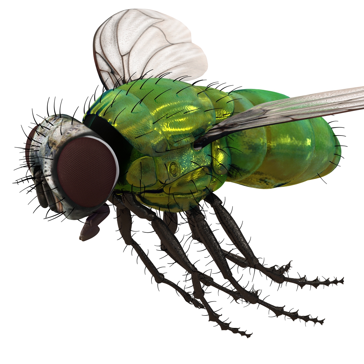 3D Green Bottle Fly Pose 3 model