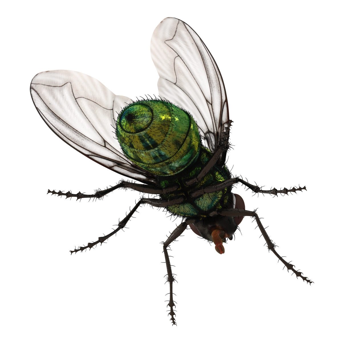 Green Bottle Fly Rigged with Fur 3D