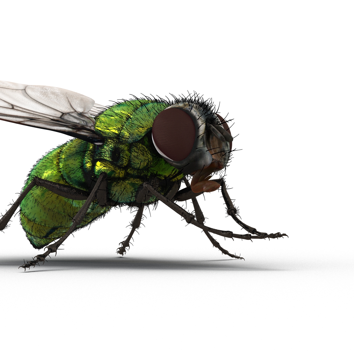 Green Bottle Fly Rigged with Fur 3D