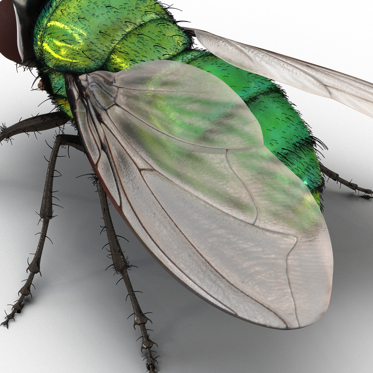 Green Bottle Fly Rigged with Fur 3D