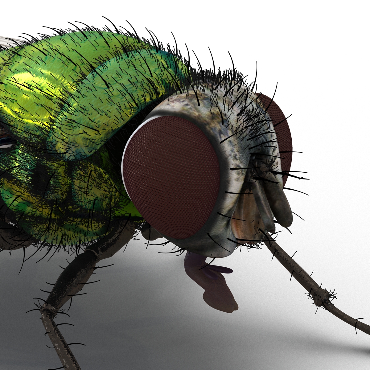 Green Bottle Fly Rigged with Fur 3D