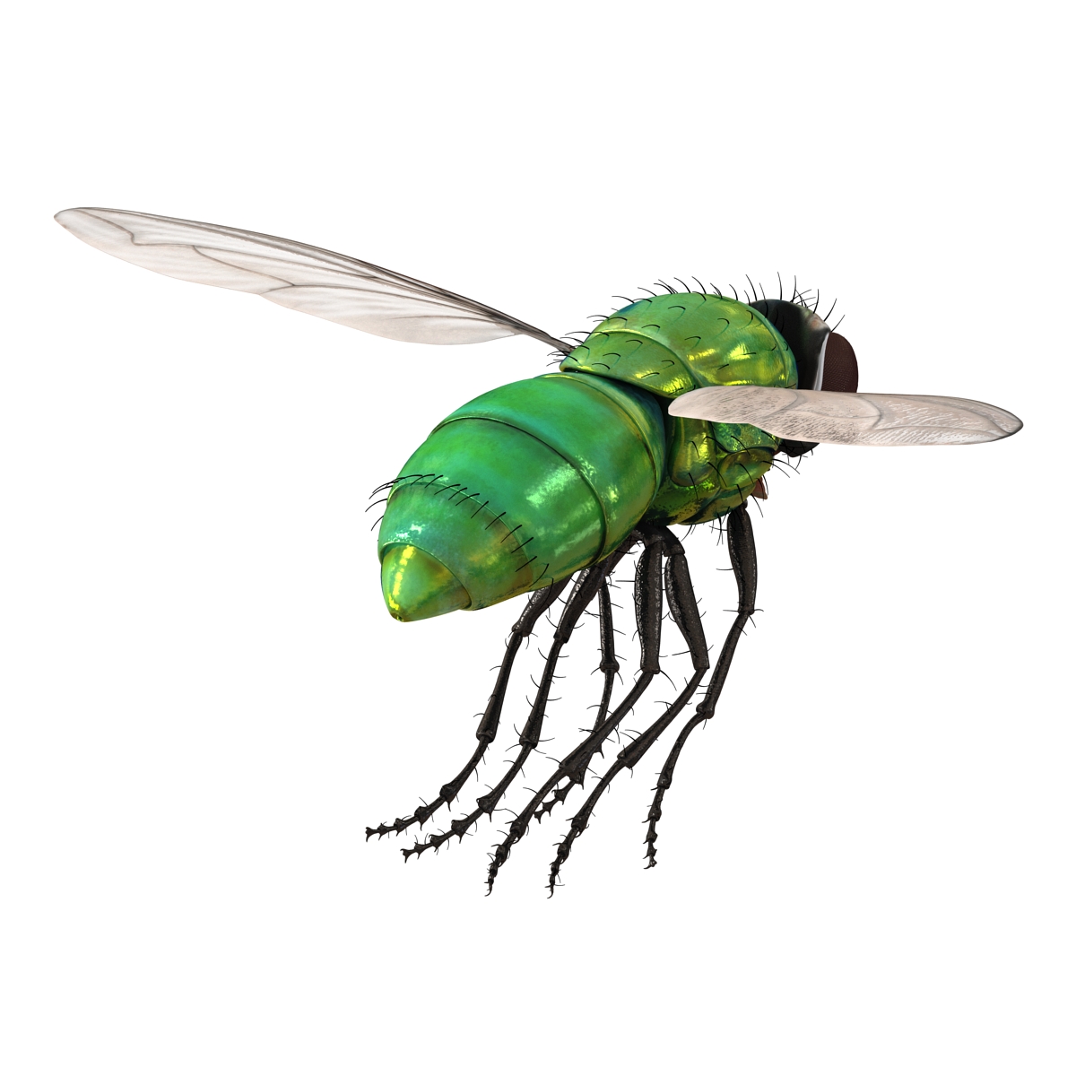 3D Green Bottle Fly Rigged model