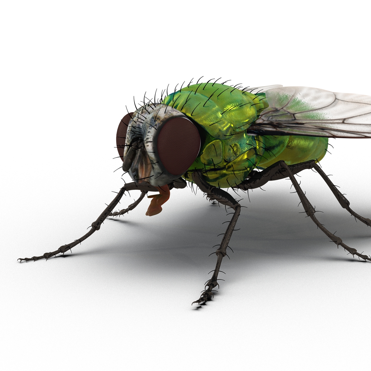 3D Green Bottle Fly Rigged model