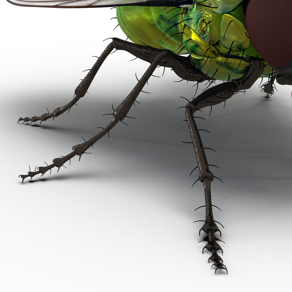 3D Green Bottle Fly Rigged model