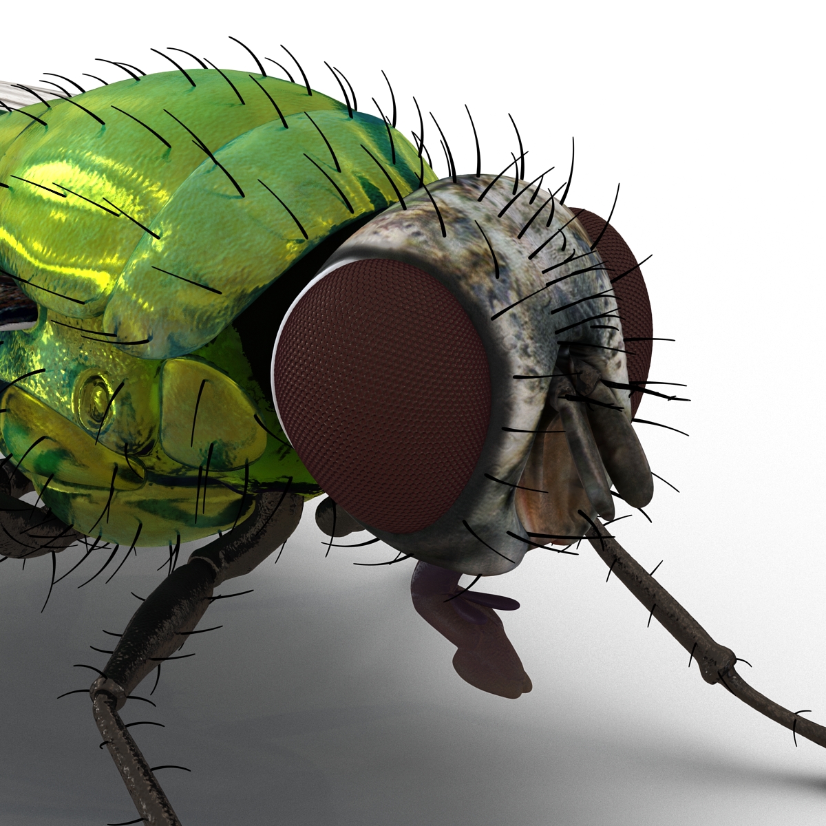 3D Green Bottle Fly Rigged model