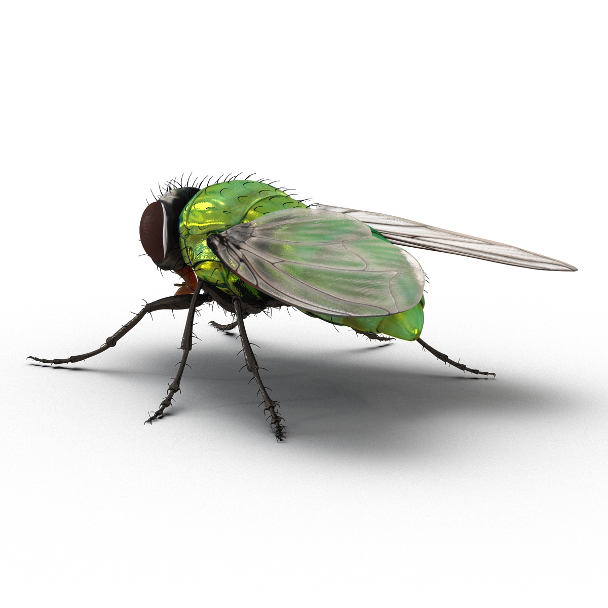 3D Green Bottle Fly