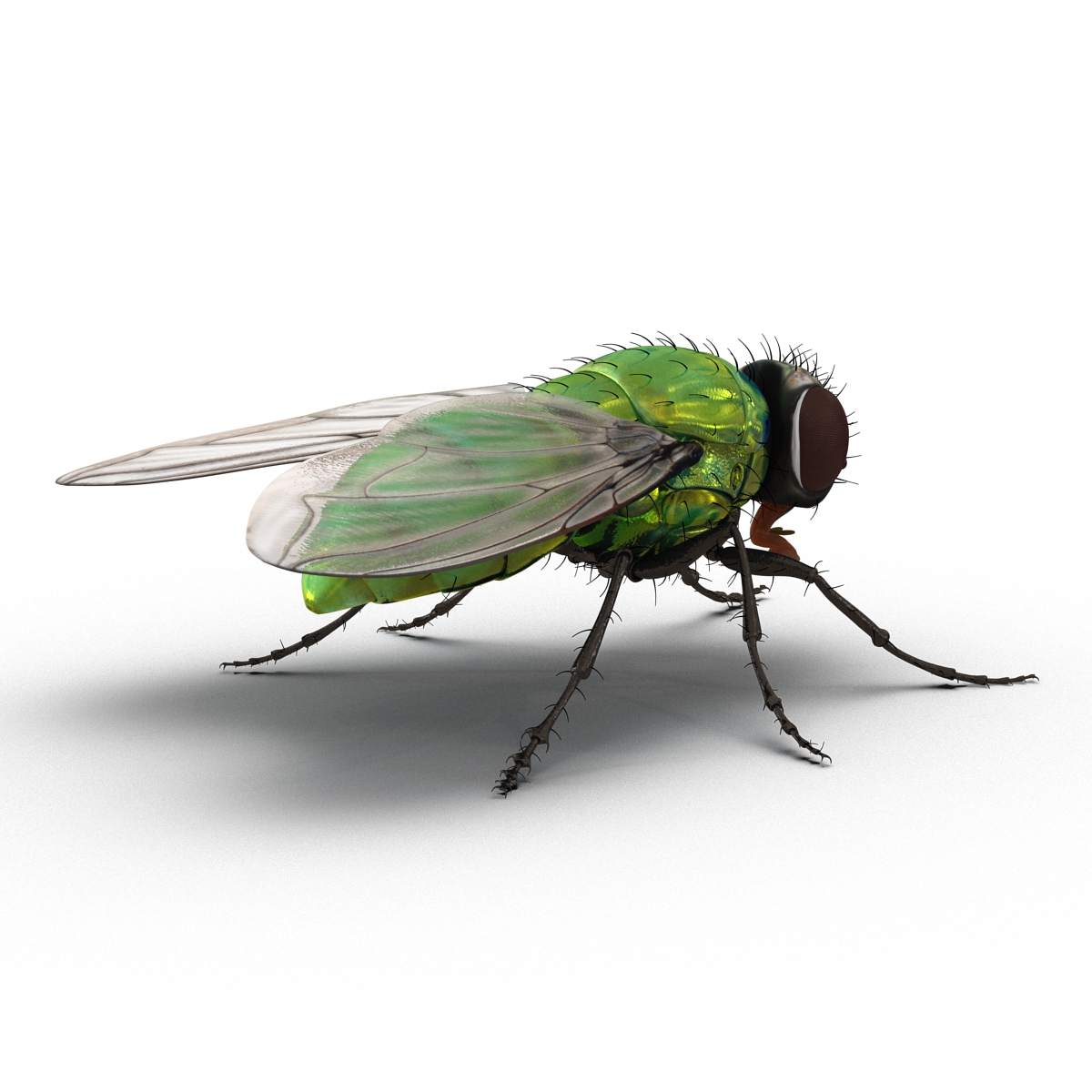 3D Green Bottle Fly