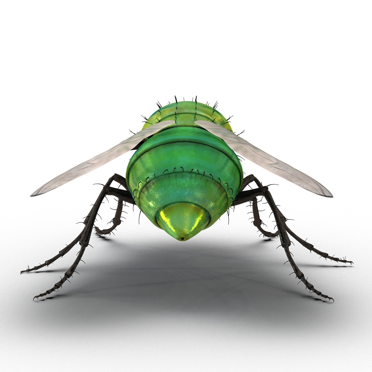 3D Green Bottle Fly