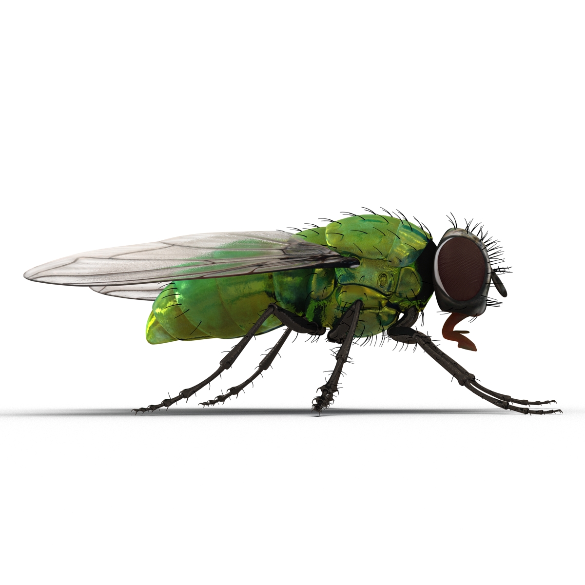 3D Green Bottle Fly