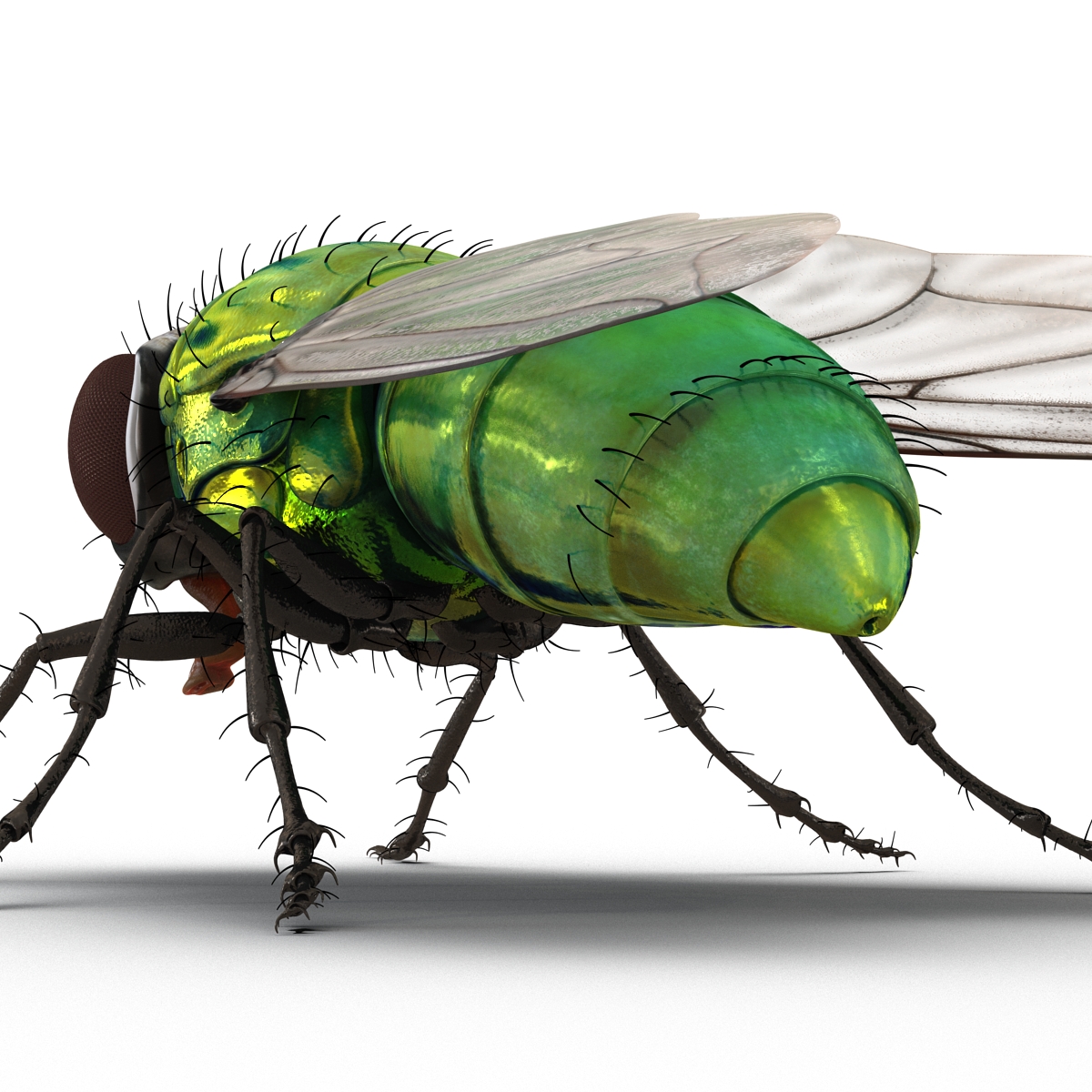 3D Green Bottle Fly