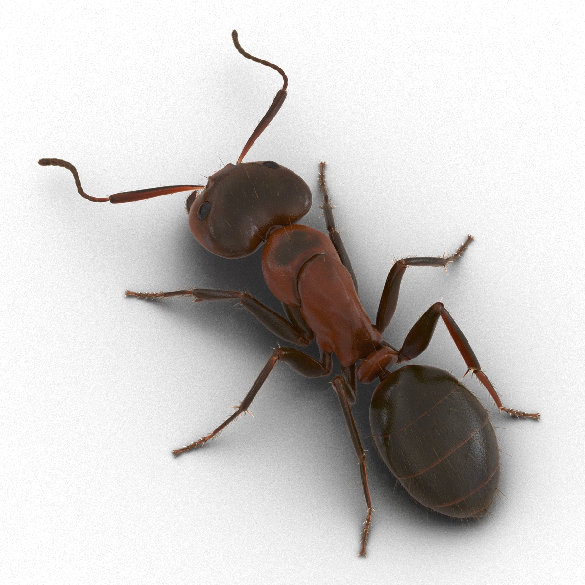 3D Red Ant with Fur Pose 3 model