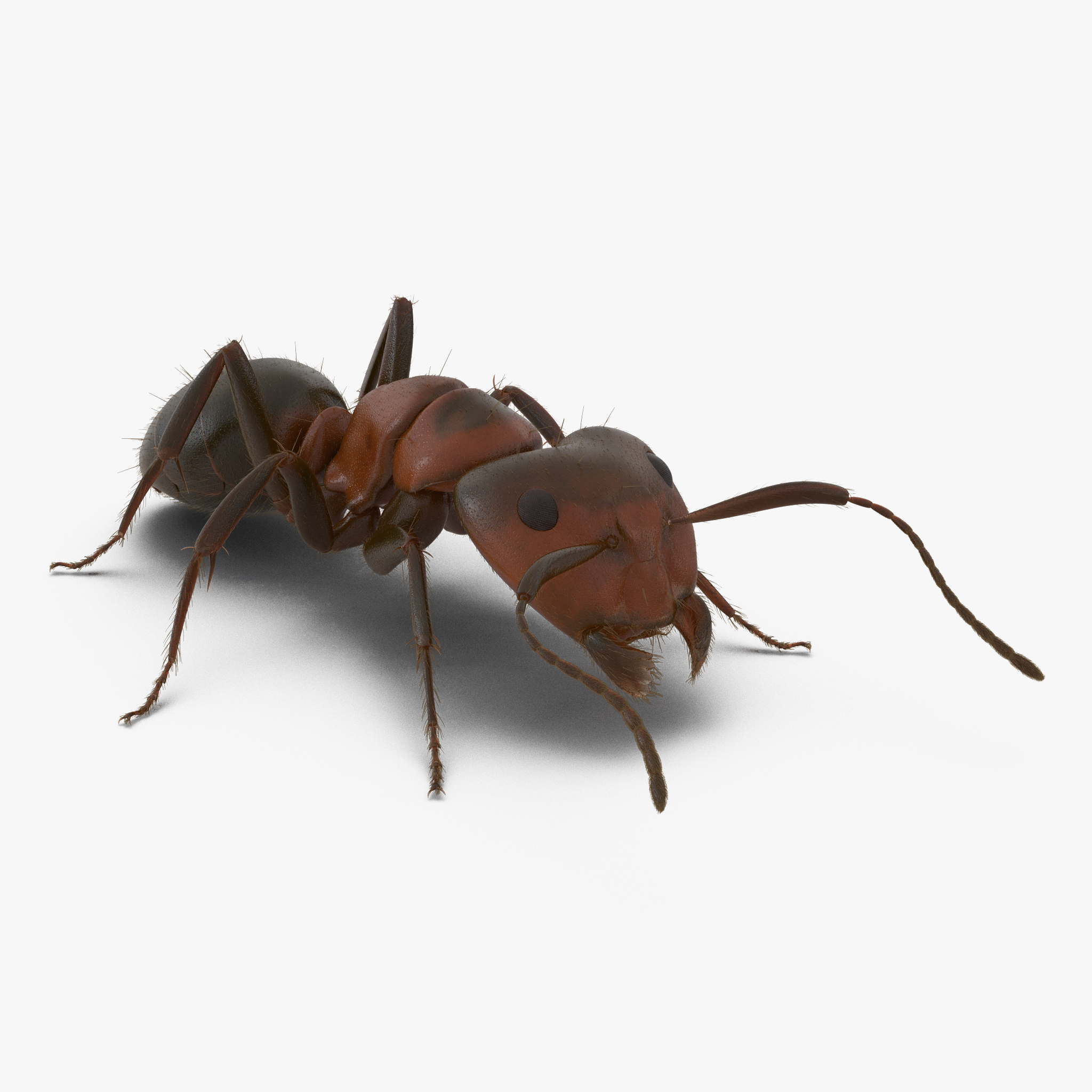 3D Red Ant with Fur Pose 3 model