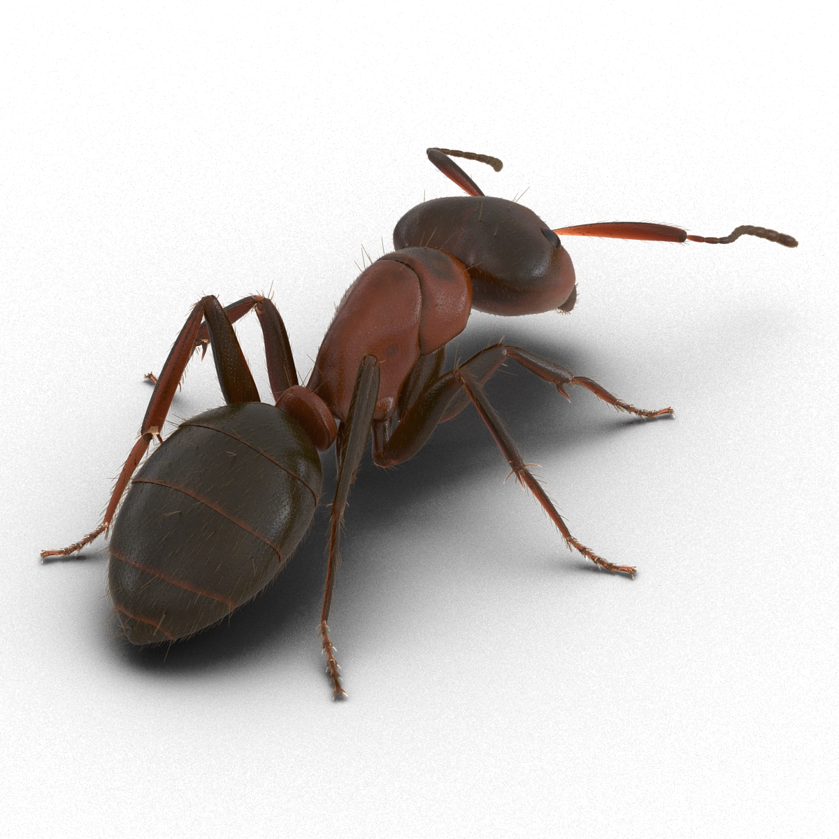 3D Red Ant with Fur Pose 3 model