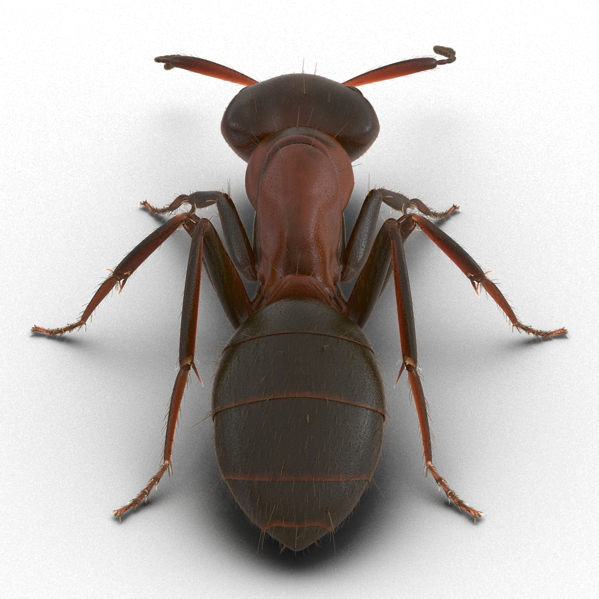 3D Red Ant with Fur Pose 3 model