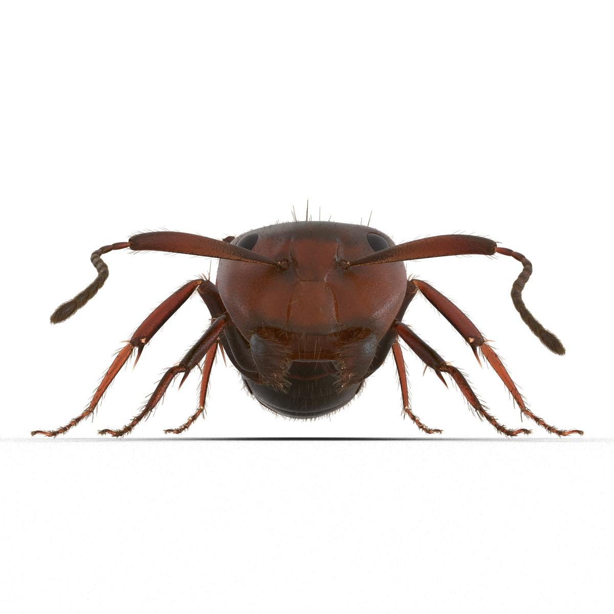 3D Red Ant with Fur Pose 3 model