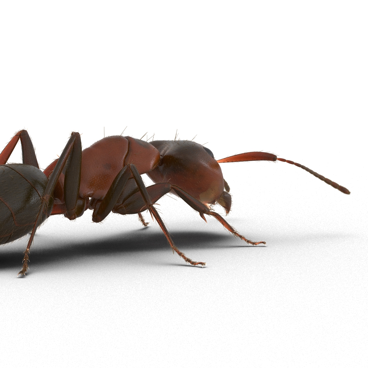 3D Red Ant with Fur Pose 3 model