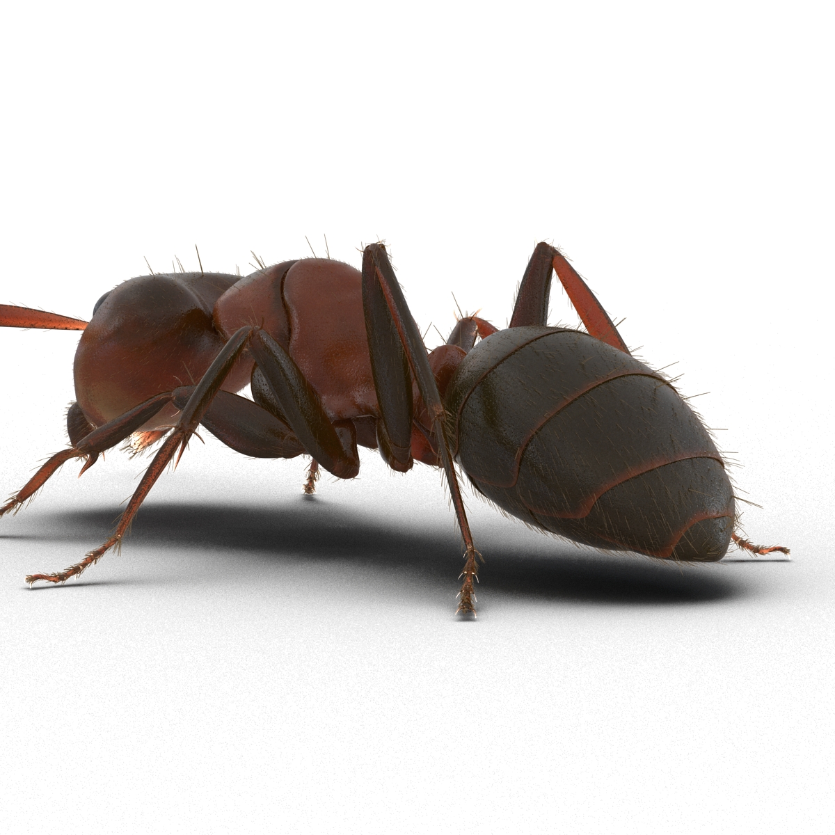 3D Red Ant with Fur Pose 3 model