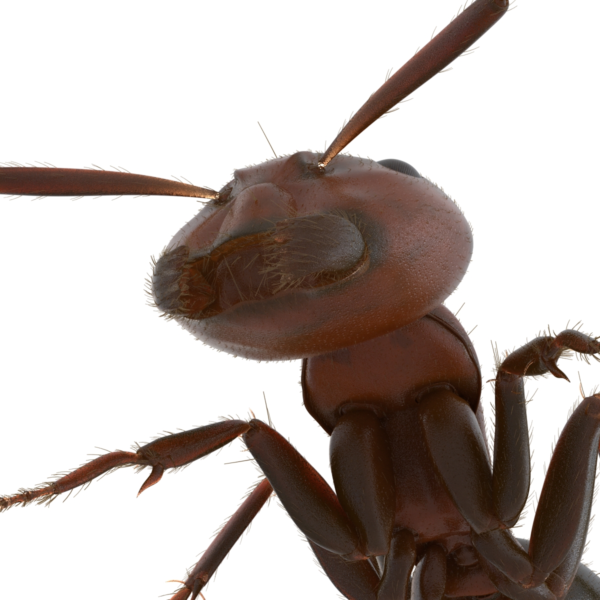 3D Red Ant with Fur Pose 3 model