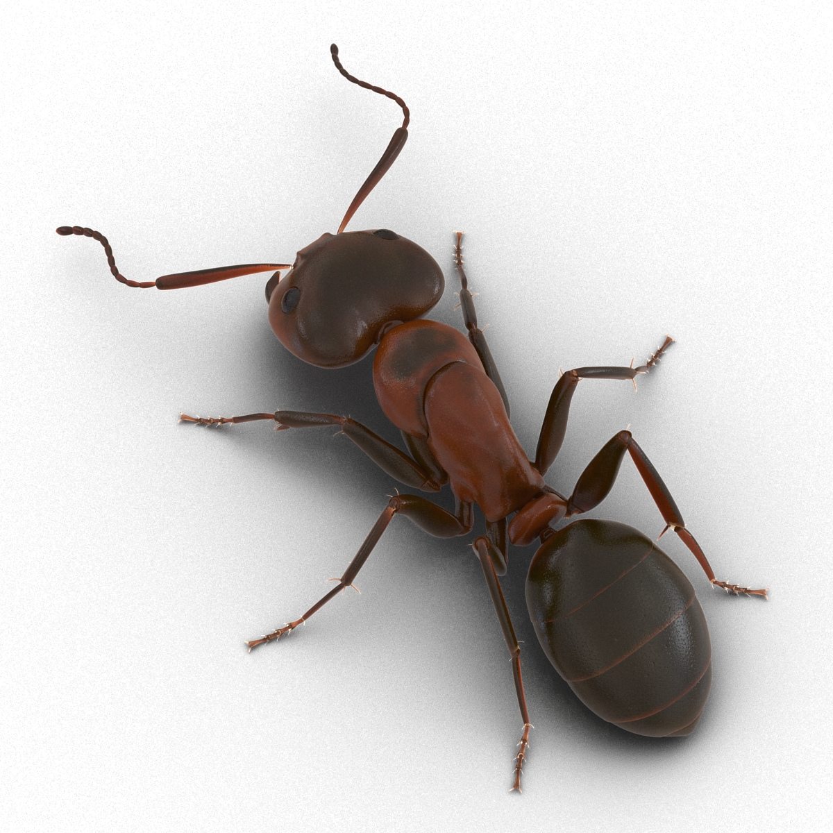 Red Ant Pose 3 3D model