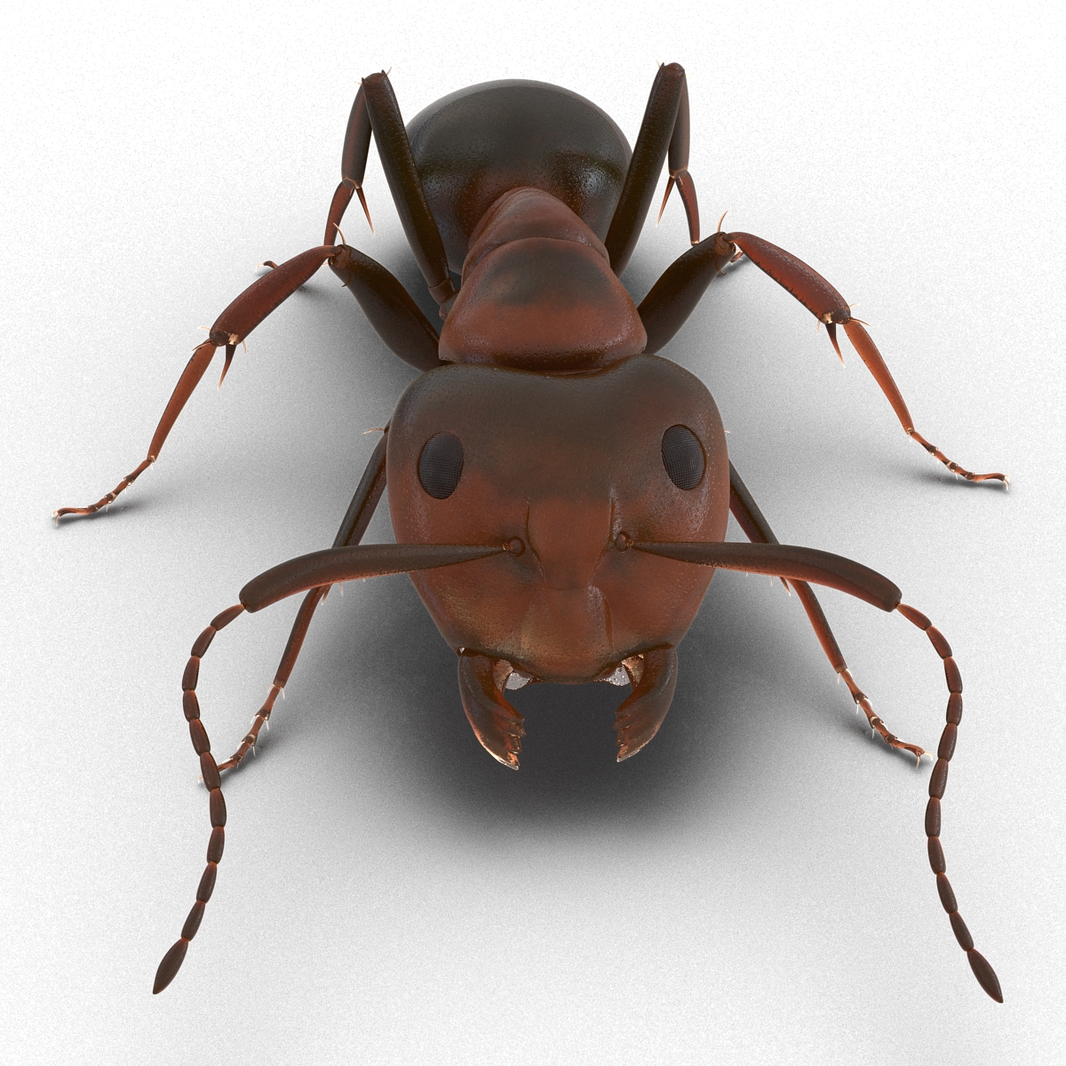 Red Ant Pose 3 3D model