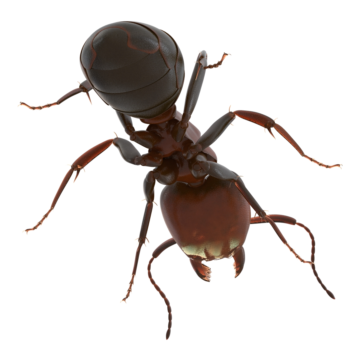 Red Ant Pose 3 3D model