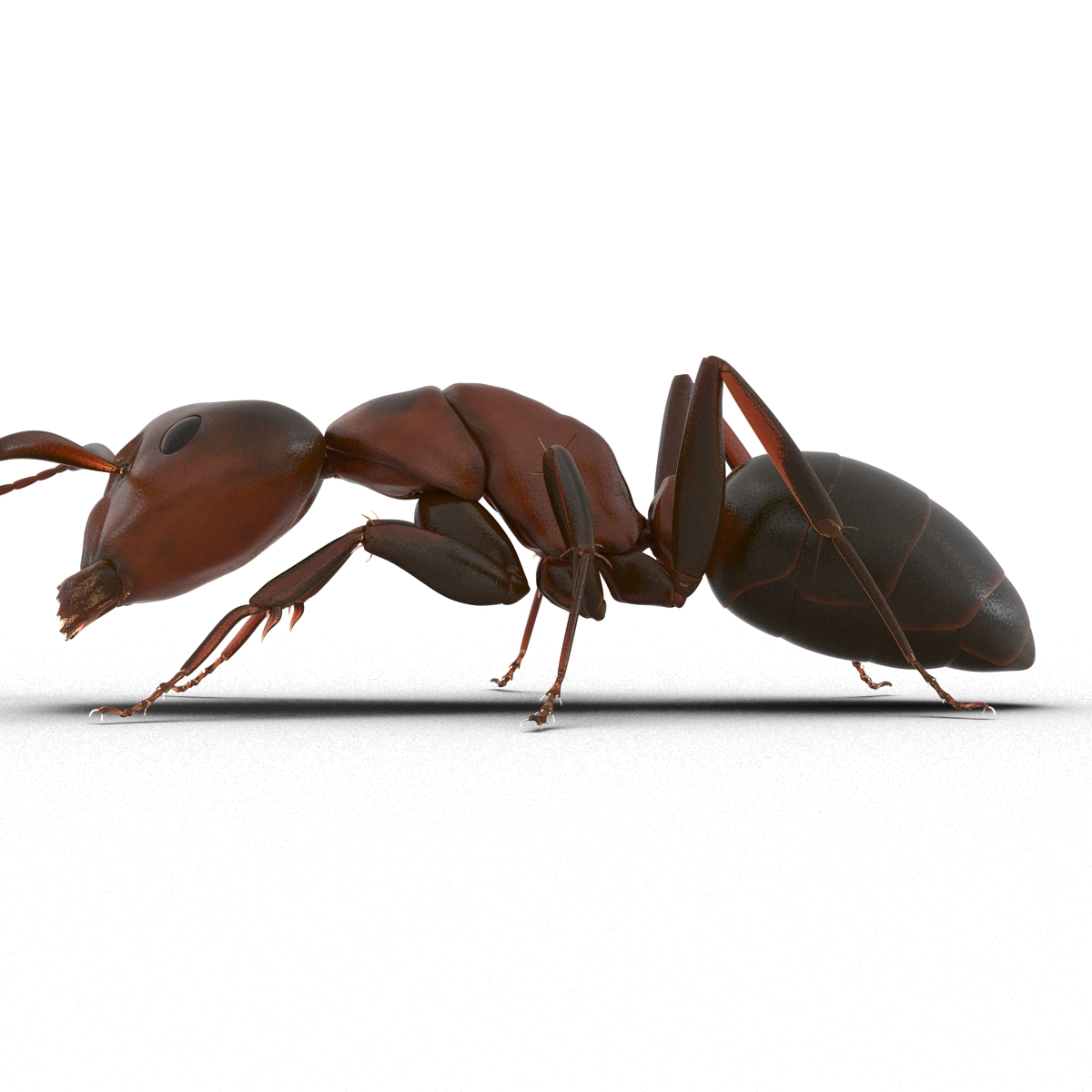 Red Ant Pose 3 3D model