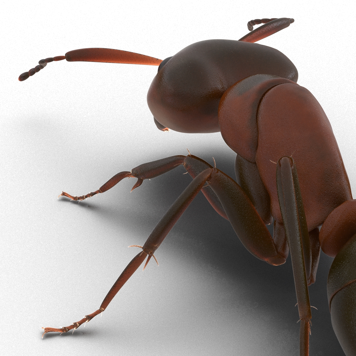 Red Ant Pose 3 3D model