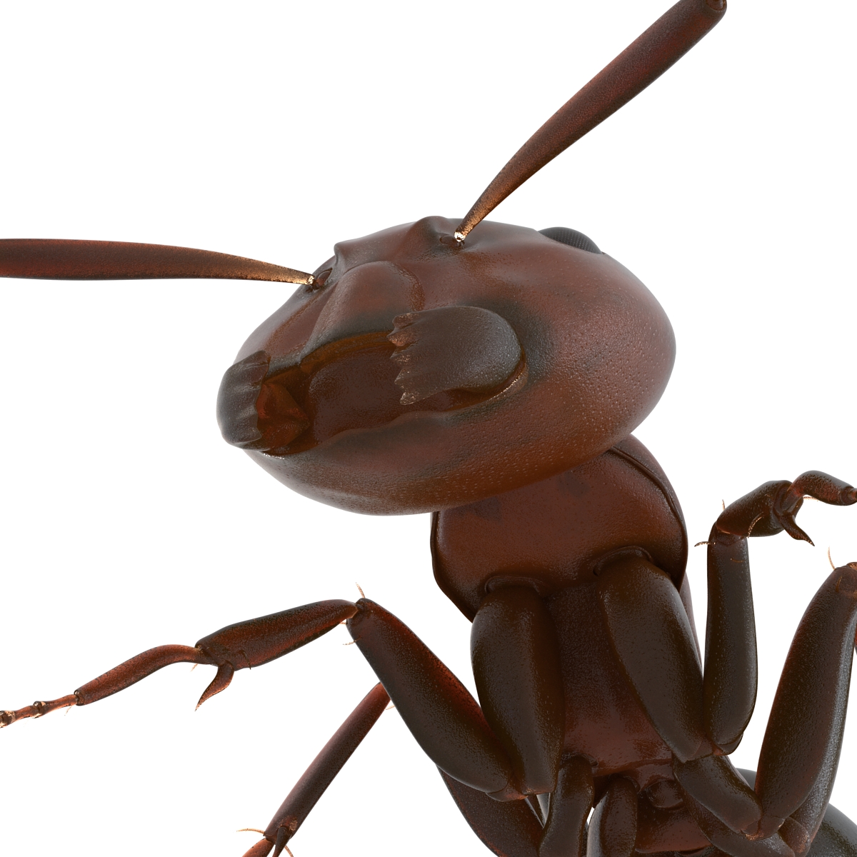 Red Ant Pose 3 3D model